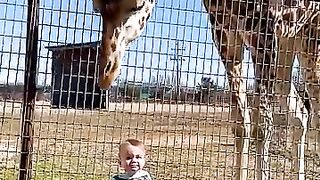 Cute giraffe gives baby