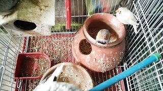 Birds New house ????