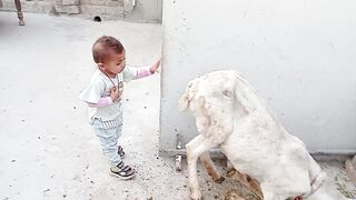 Small cute baby play with the goat????
