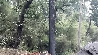 A rare sight tiger mating