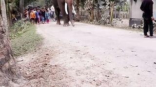 Elephants are very powerful animals