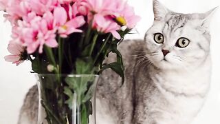 cat loves flowers