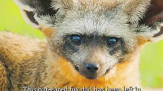 Beautiful animals fox tiktok video