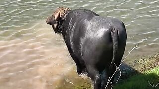 The obedient buffalo
