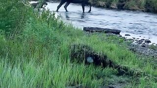 Mother and baby deer crossing the river