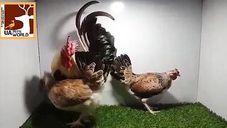 One and two