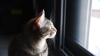 the cat