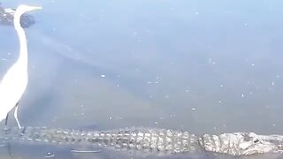 Amazing birds video