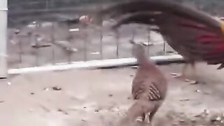 Beautiful Birds .loving pair
