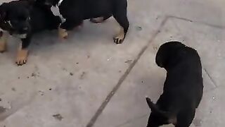 High Quality Doberman Dogs pups with mom.