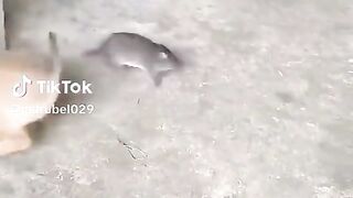 কঠিন মারামারি