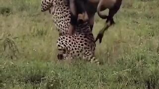 Unique and rare scene of hunting in the jungle