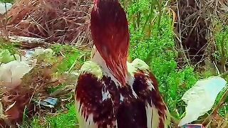 Top Quality Aseel mianwali breeder.