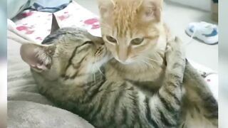 Funny Animals video