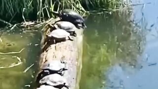 Funny ANIMALS videos