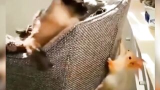 Funny ANIMALS videos