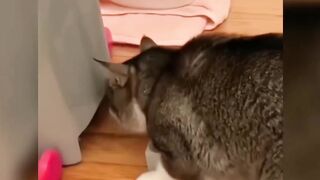 Funny ANIMALS videos