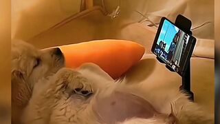 Funny ANIMALS videos