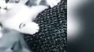 Funny ANIMALS videos