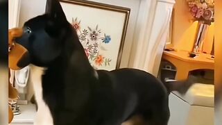 Funny ANIMALS videos