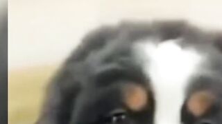 Funny ANIMALS videos