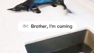 Funny cat