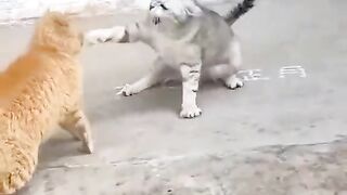 Funny cate