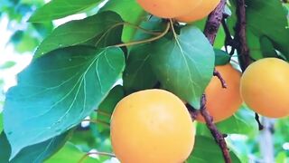 Fruit cutting with tilawat-e-Quran beautiful vice