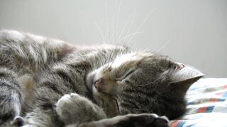 Cat cute
