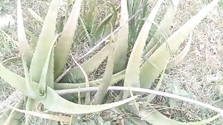 Plants