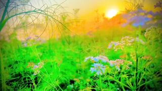 A wonderful video of a green desert.