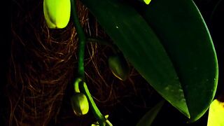 Organic orchid
