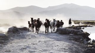 horses