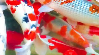 Ornamental fish