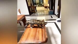 Funy animal