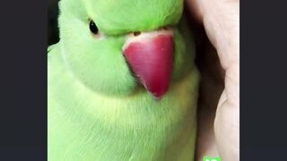 Parrot funny video