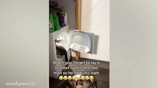 Funny Animal Videos 2024 ????   Best Funniest Dog Videos