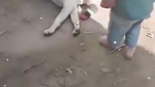 Kids play with dogs