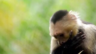 a monkey's wild gastronomic adventure #Funny video#funny animals#monkey