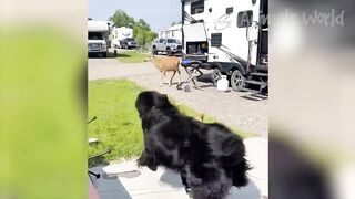Funny Animal Videos 2023 ???? - Funniest Dogs and Cats Videos ???? #15