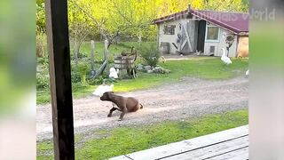 Funny Animal Videos 2023 ???? - Funniest Dogs and Cats Videos ???? #12
