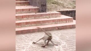 Funny Animals That Will Definitely Brighten Your Day????Funniest Animals 2024