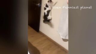Funny Dogs And Cats Videos 2023 ???? - Best Funniest Animal Videos Of The Month #9