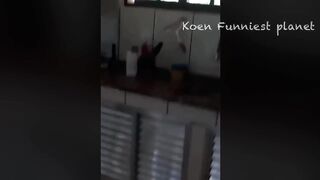 Funny Dogs And Cats Videos 2024 ???? - Best Funniest Animal Videos Of The week #5
