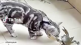 Funny vedio reaction