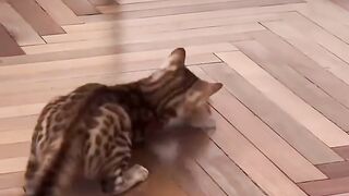 Funny cat