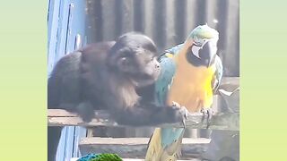 Funny video