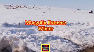 Mongolia extreme winter: Herders lose millions of livestock animals
