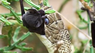 Snakes prey on kalilawar