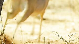 Birds give alarm to other animals, because there is a leopard